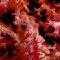 Pygmy Seahorse